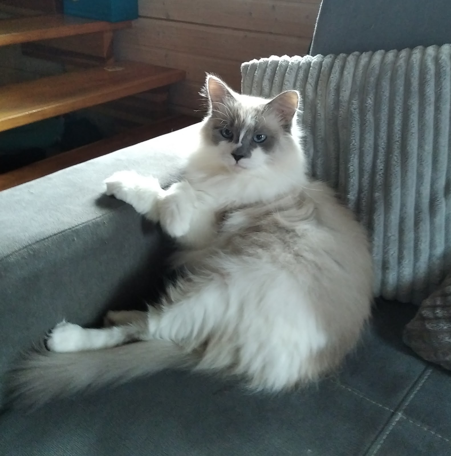 Puszysty kot rasy ragdoll odpoczywający na kanapie